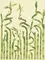 Настенный декор «Ceramika Paradyz» Bambus Inca B Matt. 33,3x25  zefir, фото №1