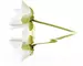City White Lilies Панно 40x50 (2пл) · City White Lilies, Cerrol, фото №1