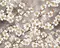 Настенное панно «Azori» Amati (комплект из 2 шт.) Matt. 50,5x40,2 584192002 sakyra, фотография №3
