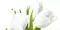 Настенное панно «Azori» Элара Верде Триумф (комплект из 2 шт.) 40,5x40,2 583962002 белый, фотография №3