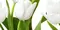Настенное панно «Azori» Элара Верде Триумф (комплект из 2 шт.) 40,5x40,2 583962002 белый, картинка №2