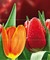 Syntia Tulip А Панно (из 3пл) 60х50 · Royal Syntia Rosa Tulip, Cerrol, фото №1