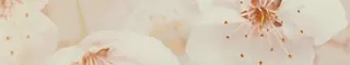 Настенный бордюр «Шахтинская плитка» Сакура 40x7,5 010212001777 коричневый, фото №1