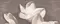 Настенное панно «Azori» Amati Plumeria (комплект из 2 шт.) Matt. 50,5x40,2 584192003 alba, фото №1