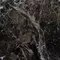 Напольная плитка «Грани Таганая» Simbel carbon 60x60 СК000037261 carbon, фото №17