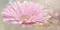 Настенный декор «Belleza» Мечта 40x20 04-01-1-08-05-23-370-1 цветок, фото №1