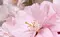 Настенный декор «Belleza» Букет 40x25 07-00-5-09-01-41-662 розовый, фото №1