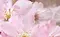 Настенный декор «Belleza» Букет 40x25 07-00-5-09-01-41-663 розовый, фото №1