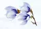 Настенный декор «Axima» Агата голубая D 35x25 СК000030354 мультиколор, фото №1