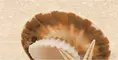 Настенный декор «Нефрит Керамика» Аликанте (верх жемчужина на песке) 50x25 СК000037982 бежевый, фото №1