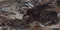 Напольная плитка «Neodom» Luxury Lawa Polish. 120x60 N20331 nero, фото №1