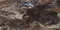 Напольная плитка «Neodom» Lawa Matt. 120x60 N20432 nero, картинка №2