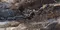 Напольная плитка «Neodom» Luxury Lawa Matt. 120x60 carving N20432 nero, фото №5