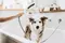 Ручная лейка «Hansgrohe» DogShower 26640700 для собак белая матовая, картинка №2
