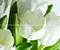 Настенное панно «Polcolorit» Arco Tulipan Glossy (комплект из 2 шт.) 60x50 х9999049569 verde, фото №1