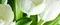 Настенное панно «Polcolorit» Arco Tulipan Glossy (комплект из 2 шт.) 60x50 х9999049569 verde, фотография №3