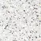 Напольная плитка «Alma Ceramica» Terrazzo Lapp. 60x60 GFU6060TRZ07L белый, фотография №11